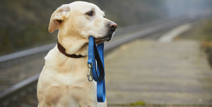 Perros perdidos México